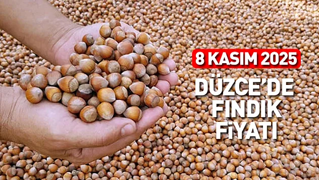 Düzce Fındık Fiyatları 8 Kasım 2025: Üretici Temkinli, Piyasa Dengede!