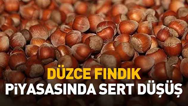 Düzce Fındık Piyasasında Sert Düşüş
