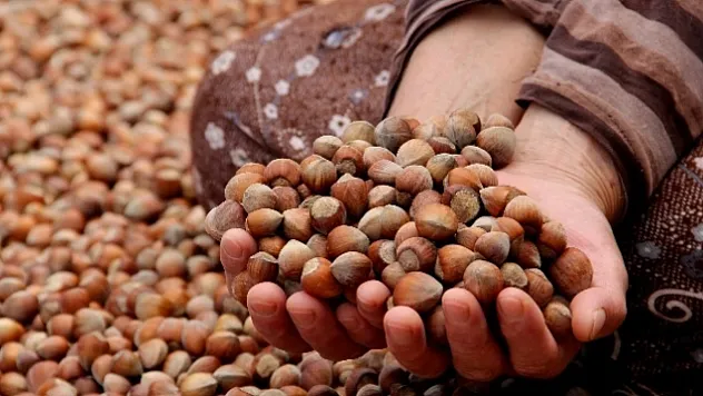 Düzce serbest piyasasında fındık fiyatları güncellendi | Tombul, sivri ve çakıldak ne kadar?