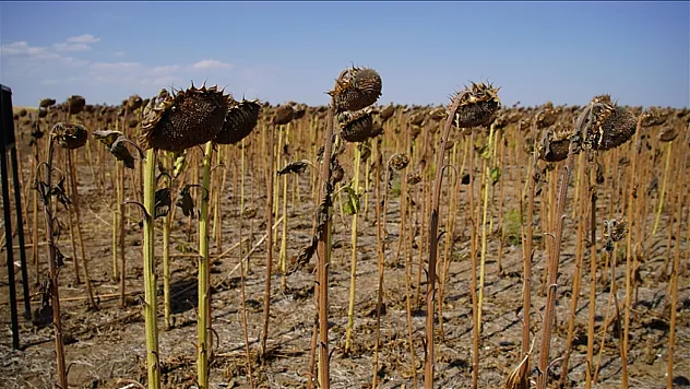 Edirne'de bu yıl da kuraklık ve sıcak hava nedeniyle ayçiçeği verimi düştü