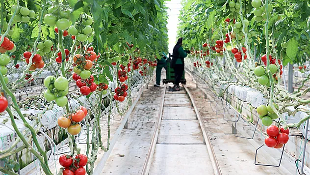 Eksi 25 Derecede Domates Hasadı