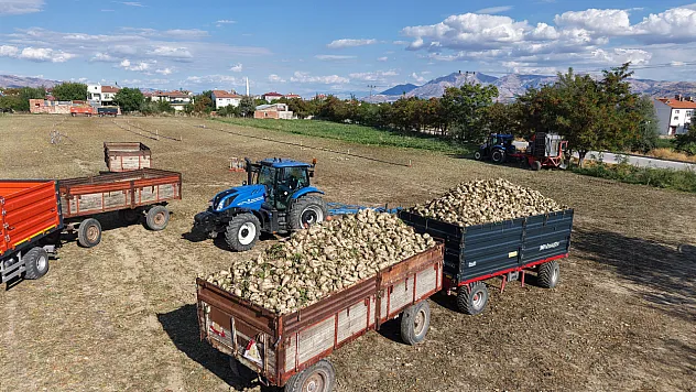 Elazığ'da pancar hasadı başladı