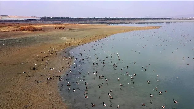 Elazığ'daki Cip Baraj Gölü, binlerce göçmen kuşu ağırlıyor