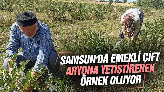 Emekli çiftin Samsun'da kurduğu aronya bahçesi alternatif tarıma örnek oluyor
