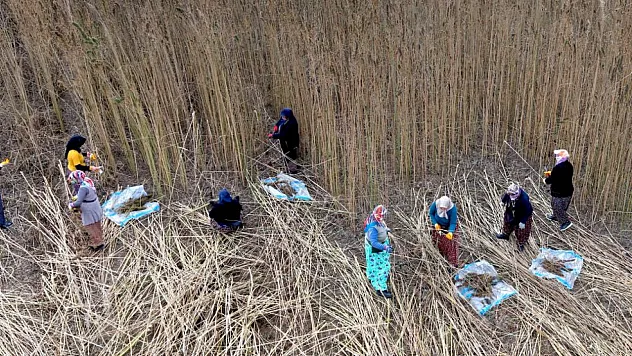 Endüstriyel Kenevir Çorum'da Gelir Kapısı Oluyor