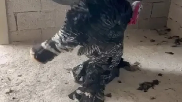 Erkek hindi, ölen dişi hindinin başından ayrılmadı