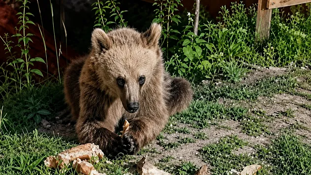 Erzincan'da bozayı piknikçilerin ilgi odağı oldu