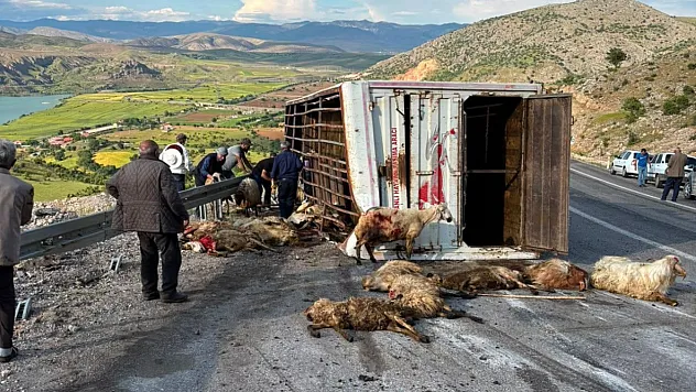 Erzincan'da kaza: 15 koyun telef oldu