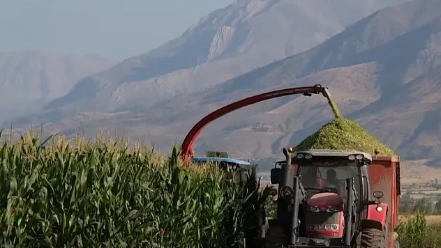 Erzincan'da tarımsal üretime belediye desteği: Silajlık mısır hasadı devam ediyor