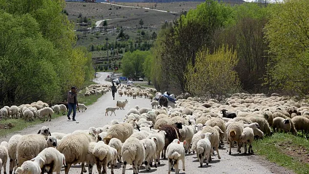 Erzincan'da yaylacılar için dönüş zamanı: Sürüleriyle kent merkezine iniyorlar