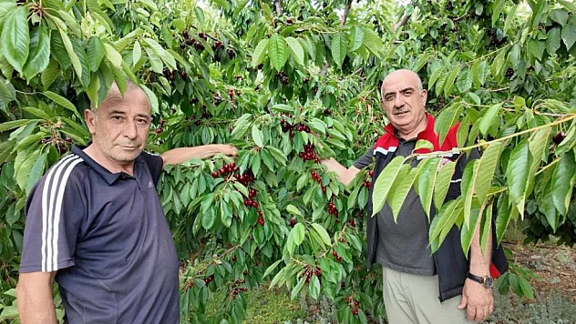 Erzincan'ın dağ kirazı hasadına başlandı
