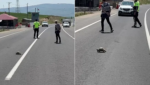 Erzurum'da yürek ısıtan görüntü: Kaplumbağa için trafiği durdurdu