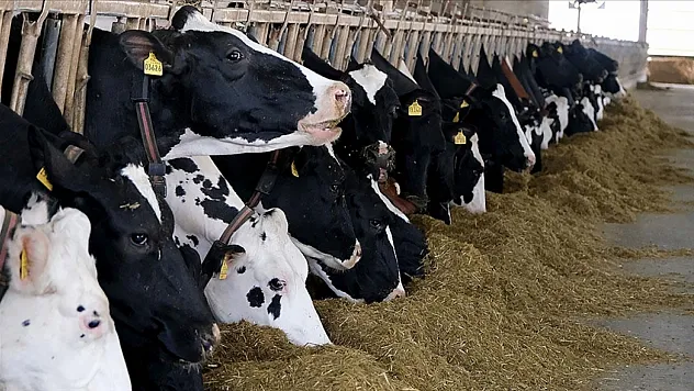 'Et ve süt üretiminde arz sıkıntısı yok'