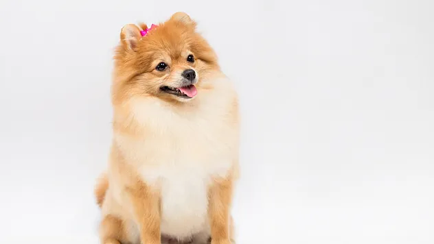 Evde Bakılabilecek En Popüler Süs Köpeği Türleri