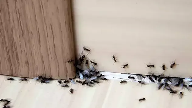 Evde Karınca İstilasına Son! İşte 10 Doğal Yöntem