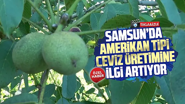 Fındığın yanında yeni alternatif: Samsun'da ceviz üretimi