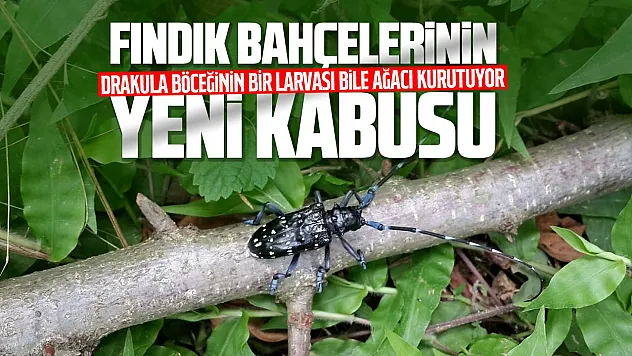 Fındığın yeni kabusu: 'Drakula böceği' Rize'de de görüldü