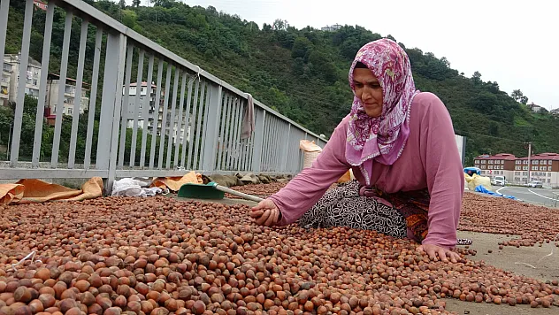 Fındık 190 liraya geriledi, üretici TMO'ya yöneldi