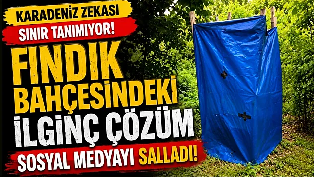 Fındık bahçesindeki ilginç çözüm sosyal medyada ilgi odağı oldu