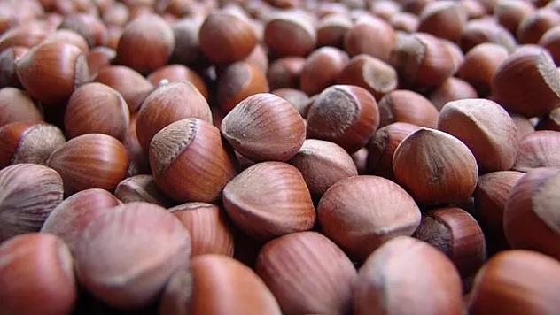 Fındık fiyatı bugün kaç TL? 6 Ekim 2025 serbest piyasa güncel fındık fiyatları