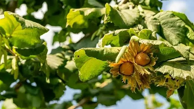 Fındık fiyatlarında dünya piyasası vurgusu