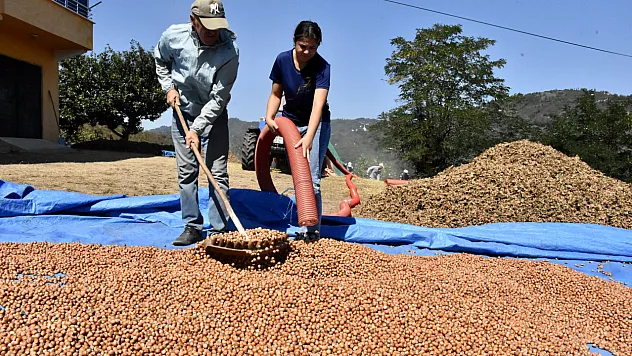 Fındık hasadında aile dayanışması