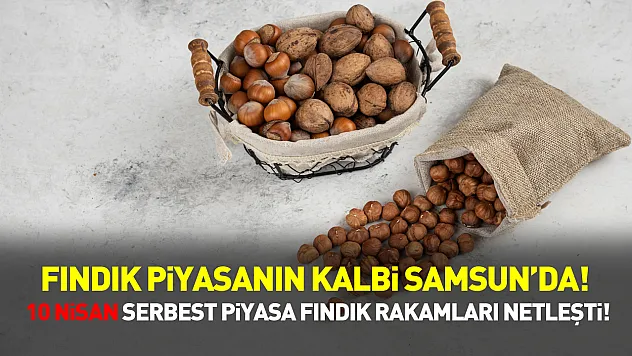 Fındık piyasanın kalbi Samsun'da! 10 Nisan Serbest Piyasa Fındık Rakamları Netleşti!