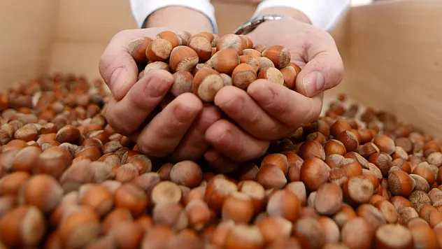 Fındık Piyasası Hareketlendi! Sakarya'da Fiyatlar 225 TL'ye Dayandı