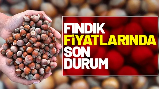 Fındık piyasasında son durum: Giresun 352,50 TL ile zirvede, İşte il il güncel fiyatlar (26 Ekim 2025)