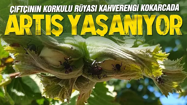 Fındık üreticilerine kahverengi kokarca ve külleme uyarısı