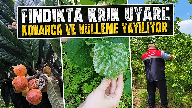 Fındık üreticilerine kritik uyarı