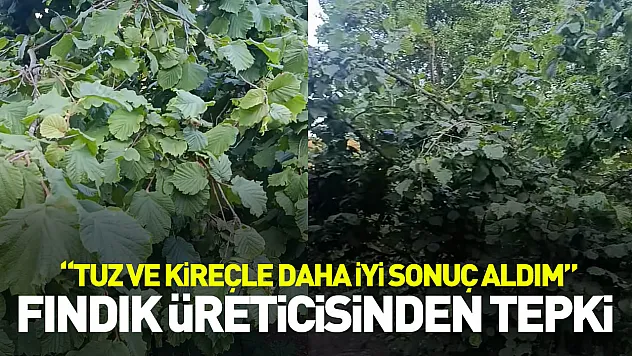 Fındık üreticisinden tepki: 'Tuz ve kireçle daha iyi sonuç aldım'