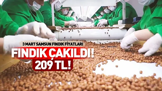 Fındıkta 3 Mart Şoku! Samsun'da Fiyatlar Çakıldı: Terme ve Salıpazarı'nda Tabelalar Değişti!
