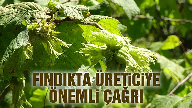 Fındıkta erken hasat alarmı: Üreticilere 'acele etmeyin' uyarısı