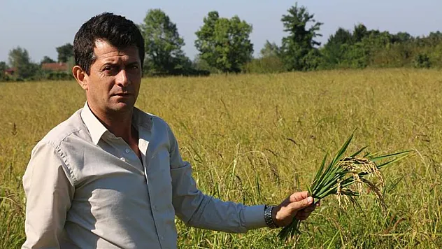 Fındıkta faydalı ve zararlı yumurta ayrımı : Biri ne Bulursa Yiyor!