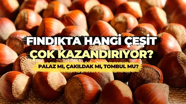 Fındıkta hangi çeşit çok kazandırıyor? Palaz mı, Çakıldak mı, Tombul mu?