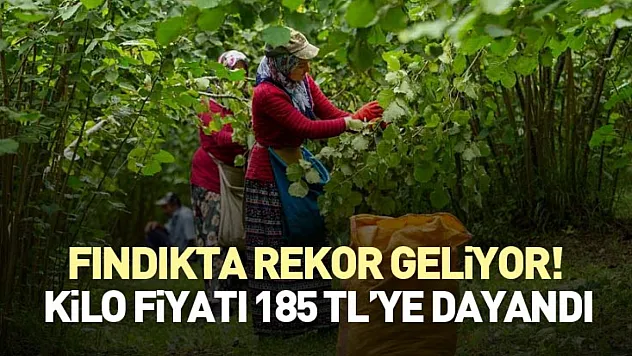 Fındıkta Rekor Geliyor! Karadeniz'de Kilo Fiyatı 185 TL'ye Dayandı