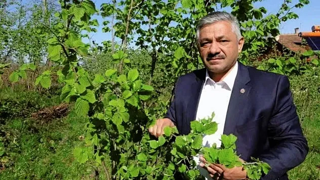 Fındıkta Son Durum Fiyatlar Ne Kadar? İşte Uzmanından Yanıtlar