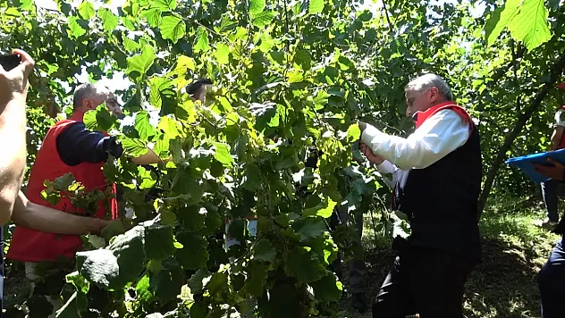 Fındıkta Verim Savaşı Başladı!
