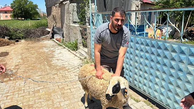 Firari Kurbanlık Koyun Mahalleyi Peşine Taktı