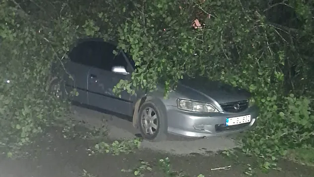 Fırtınada ağaçlar devrildi