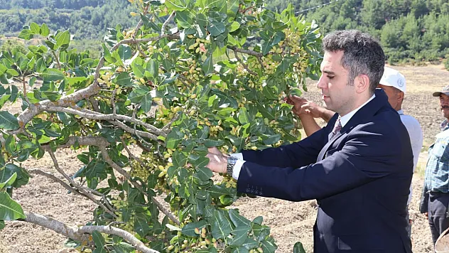Fıstık tarlalarında hasat bereketi