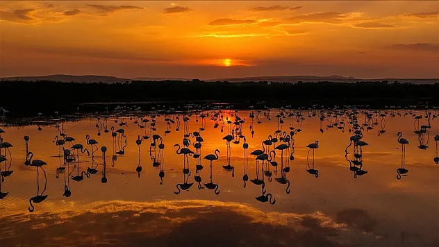 Flamingolar Gün Batımında Van Gölü'nü Renklendirdi