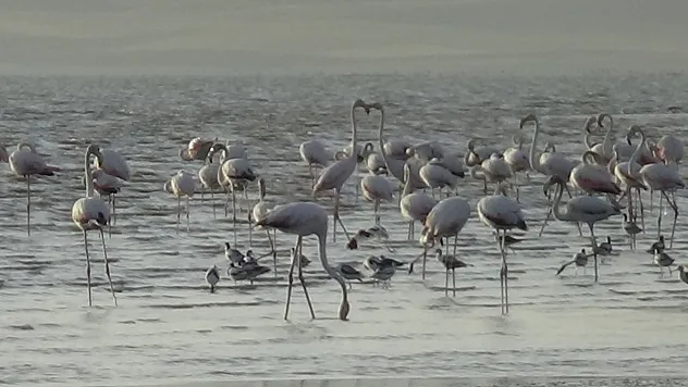 Flamingoların renkli dansı