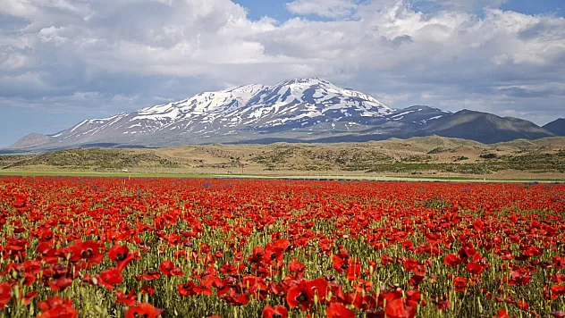 Gelinciklerin kırmızısı, Süphan'ın beyazıyla buluştu