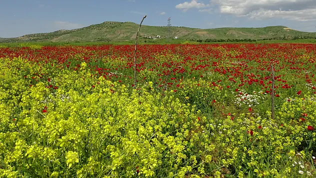 Gercüş Ovası kırmızıya boyandı