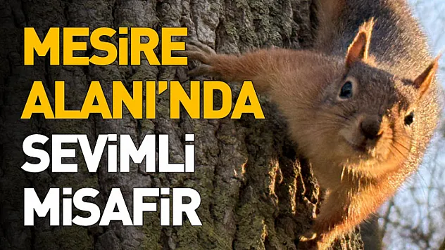 Geyikkoşan Mesire Alanı'nda sevimli misafir