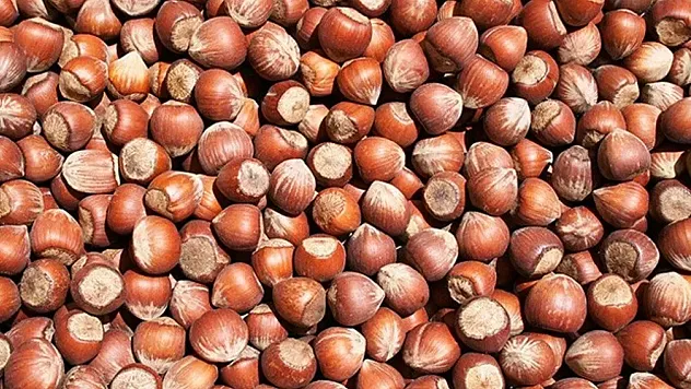 Giresun'da fındık fiyatları 240 TL'ye dayandı!İşte güncel fiyatlar