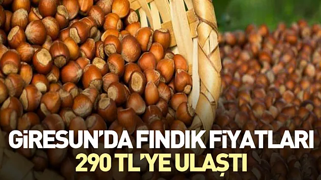 Giresun'da Fındık Fiyatları 290 TL'ye Ulaştı
