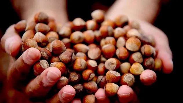 Giresun'da  fındık fiyatları açıklandı